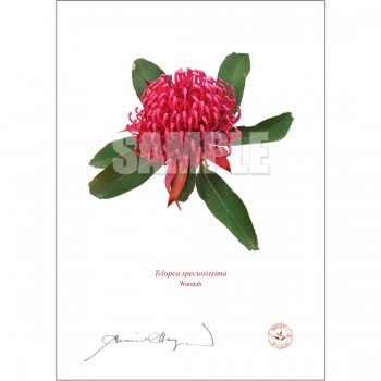 205 Waratah (Telopea speciosissima)