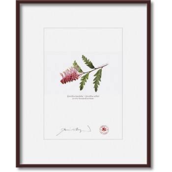 025 Grevillea 'Poorinda Royal Mantle' - 5″ × 7″ Print Ready to Frame With 8″ × 10″ Mat and Backing
