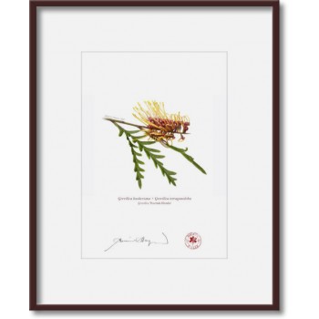 028 Grevillea 'Poorinda Blondie' - 5″ × 7″ Print Ready to Frame With 8″ × 10″ Mat and Backing