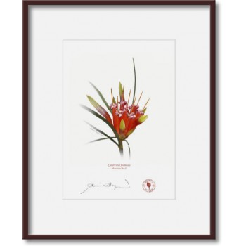 095 Mountain Devil (Lambertia formosa) - 5″ × 7″ Print Ready to Frame With 8″ × 10″ Mat and Backing