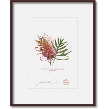 Grevillea Collection 1 Diptych - 5″ × 7″ Prints Ready to Frame With 8″ × 10″ Mats and Backing
