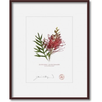 149 Grevillea 'Robyn Gordon' - 5″ × 7″ Print Ready to Frame With 8″ × 10″ Mat and Backing