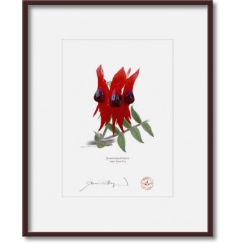 160 Sturt's Desert Pea (Swainsona formosa) - 5″ × 7″ Print Ready to Frame With 8″ × 10″ Mat and Backing