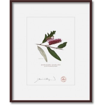 Grevillea 'Poorinda Royal Mantle' Diptych - 5″ × 7″ Prints Ready to Frame With 8″ × 10″ Mats and Backing