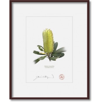 Life of a Banksia Flower Triptych - 5″ × 7″ Prints Ready to Frame With 8″ × 10″ Mats and Backing