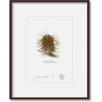 193 Spent Coast Banksia Flower (Banksia integrifolia) - 5″ × 7″ Print Ready to Frame With 8″ × 10″ Mat and Backing