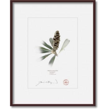 194 Coast Banksia Seed Cone and Leaf (Banksia integrifolia) - 5″ × 7″ Print Ready to Frame With 8″ × 10″ Mat and Backing