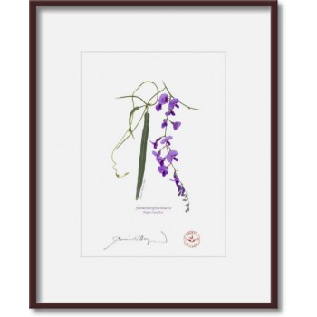 203 Hardenbergia violacea - 5″ × 7″ Print Ready to Frame With 8″ × 10″ Mat and Backing