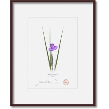 204 Day Iris (Patersonia fragilis) - 5″ × 7″ Print Ready to Frame With 8″ × 10″ Mat and Backing