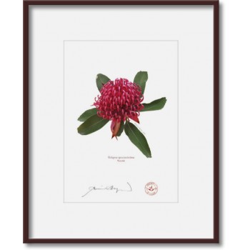 205 Waratah (Telopea speciosissima) - 5″ × 7″ Print Ready to Frame With 8″ × 10″ Mat and Backing