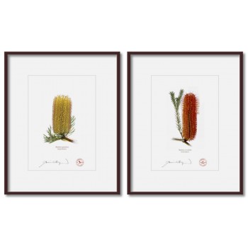 Banksia Flower Collection 3 Diptych - 5″ × 7″ Prints Ready to Frame With 8″ × 10″ Mats and Backing