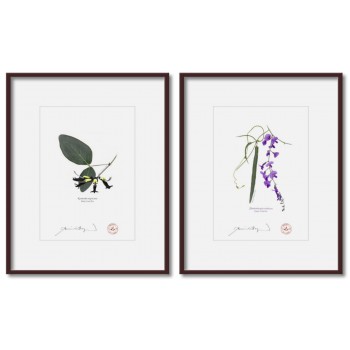 Two Coral Peas Diptych - 5″ × 7″ Prints Ready to Frame With 8″ × 10″ Mats and Backing