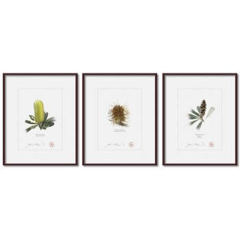 Life of a Banksia Flower Triptych - 5″ × 7″ Prints Ready to Frame With 8″ × 10″ Mats and Backing
