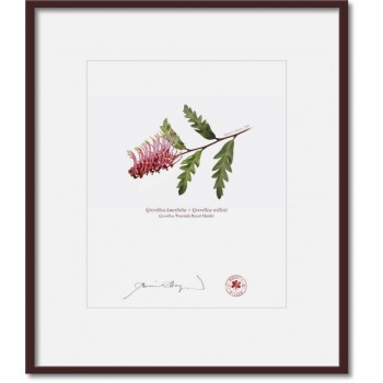 025 Grevillea 'Poorinda Royal Mantle' - 8″ × 10″ Print Ready to Frame With 12″ × 14″ Mat and Backing
