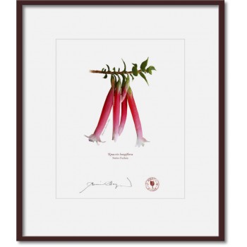 060 Native Fuchsia (Epacris longiflora) - 8″ × 10″ Print Ready to Frame With 12″ × 14″ Mat and Backing