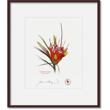 095 Mountain Devil (Lambertia formosa) - 8″ × 10″ Print Ready to Frame With 12″ × 14″ Mat and Backing