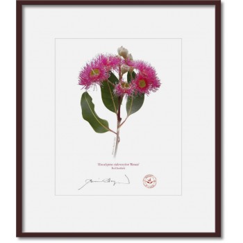 Eucalyptus 'Rosea' Cultivars Diptych - 8″ × 10″ Prints Ready to Frame With 12″ × 14″ Mats and Backing