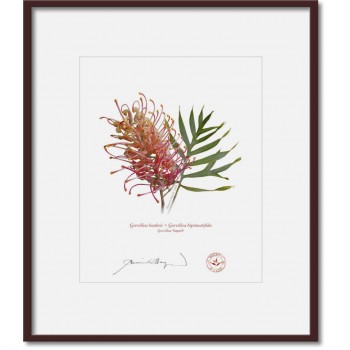Grevillea Collection 1 Diptych - 8″ × 10″ Prints Ready to Frame With 12″ × 14″ Mats and Backing