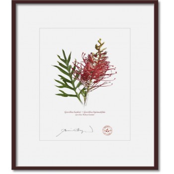 149 Grevillea 'Robyn Gordon' - 8″ × 10″ Print Ready to Frame With 12″ × 14″ Mat and Backing