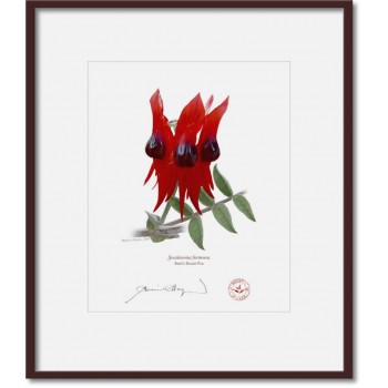160 Sturt's Desert Pea (Swainsona formosa) - 8″ × 10″ Print Ready to Frame With 12″ × 14″ Mat and Backing