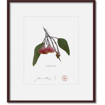 161 Eucalyptus caesia - 8″ × 10″ Print Ready to Frame With 12″ × 14″ Mat and Backing