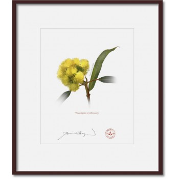 162 Eucalyptus erythrocorys - 8″ × 10″ Print Ready to Frame With 12″ × 14″ Mat and Backing