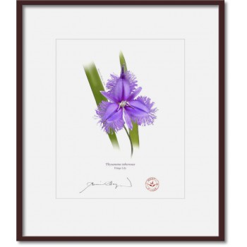 163 Fringe Lily (Thysanotus tuberosus) - 8″ × 10″ Print Ready to Frame With 12″ × 14″ Mat and Backing