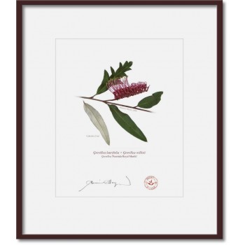 Grevillea 'Poorinda Royal Mantle' Diptych - 8″ × 10″ Prints Ready to Frame With 12″ × 14″ Mats and Backing