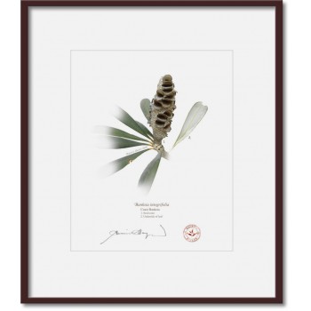 194 Coast Banksia Seed Cone and Leaf (Banksia integrifolia) - 8″ × 10″ Print Ready to Frame With 12″ × 14″ Mat and Backing