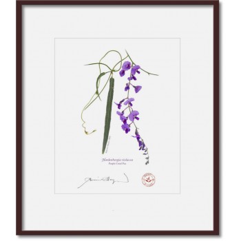 203 Hardenbergia violacea - 8″ × 10″ Print Ready to Frame With 12″ × 14″ Mat and Backing