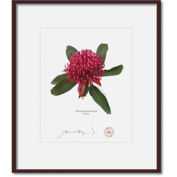 205 Waratah (Telopea speciosissima) - 8″ × 10″ Print Ready to Frame With 12″ × 14″ Mat and Backing