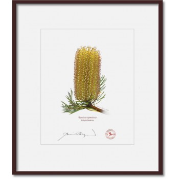 Banksia Flower Collection 1 Triptych - 8″ × 10″ Prints Ready to Frame With 12″ × 14″ Mats and Backing