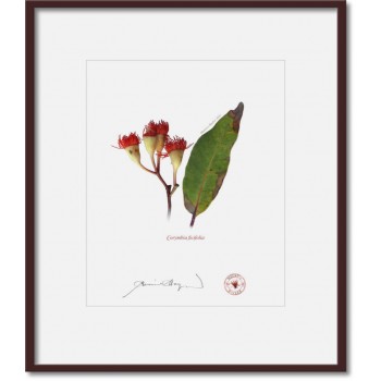 224 Corymbia ficifolia - 8″ × 10″ Print Ready to Frame With 12″ × 14″ Mat and Backing