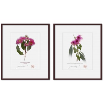 Eucalyptus 'Rosea' Cultivars Diptych - 8″ × 10″ Prints Ready to Frame With 12″ × 14″ Mats and Backing