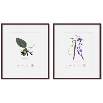 Two Coral Peas Diptych - 8″ × 10″ Prints Ready to Frame With 12″ × 14″ Mats and Backing
