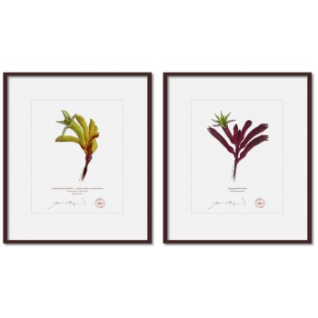 Kangaroo Paw (Anigozanthos) Diptych - 8″ × 10″ Prints Ready to Frame With 12″ × 14″ Mats and Backing