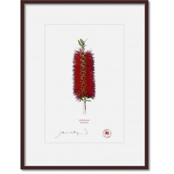 010 Bottlebrush (Callistemon) - A4 Print Ready to Frame With 12″ × 16″ Mat and Backing