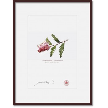 025 Grevillea 'Poorinda Royal Mantle' - A4 Print Ready to Frame With 12″ × 16″ Mat and Backing