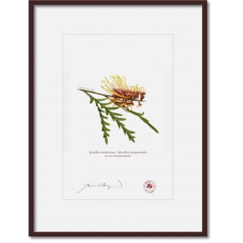 028 Grevillea 'Poorinda Blondie' - A4 Print Ready to Frame With 12″ × 16″ Mat and Backing