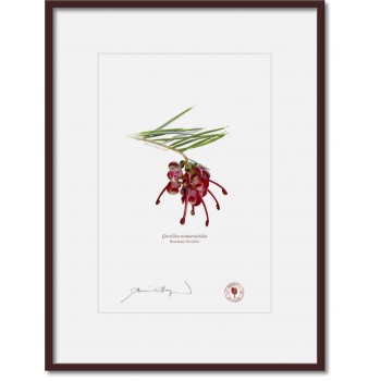 041 Rosemary Grevillea (Grevillea rosmarinifolia) - A4 Print Ready to Frame With 12″ × 16″ Mat and Backing
