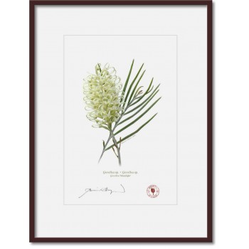 112 Grevillea 'Moonlight' - A4 Print Ready to Frame With 12″ × 16″ Mat and Backing