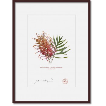 135 Grevillea 'Superb' - A4 Print Ready to Frame With 12″ × 16″ Mat and Backing