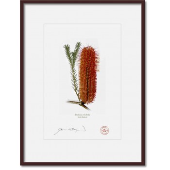Banksia Flower Collection 1 Triptych - A4 Prints Ready to Frame With 12″ × 16″ Mats and Backing