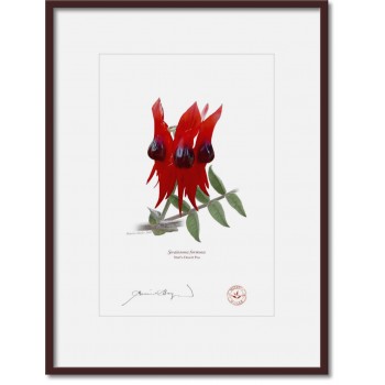 160 Sturt's Desert Pea (Swainsona formosa) - A4 Print Ready to Frame With 12″ × 16″ Mat and Backing