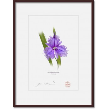 163 Fringe Lily (Thysanotus tuberosus) - A4 Print Ready to Frame With 12″ × 16″ Mat and Backing