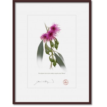 Eucalyptus leucoxylon subspecies Diptych - A4 Prints Ready to Frame With 12″ × 16″ Mats and Backing