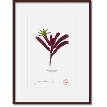 175 Red Kangaroo Paw (Anigozanthos rufus) - A4 Print Ready to Frame With 12″ × 16″ Mat and Backing