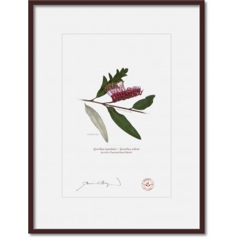 Grevillea 'Poorinda Royal Mantle' Diptych - A4 Prints Ready to Frame With 12″ × 16″ Mats and Backing