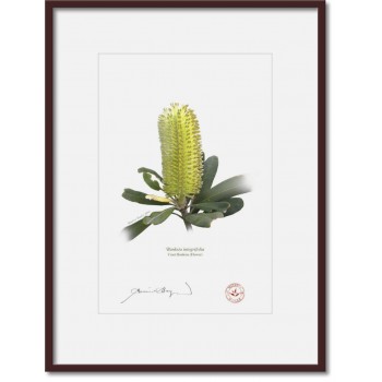 Life of a Banksia Flower Triptych - A4 Prints Ready to Frame With 12″ × 16″ Mats and Backing