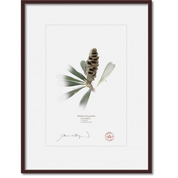 194 Coast Banksia Seed Cone and Leaf (Banksia integrifolia) - A4 Print Ready to Frame With 12″ × 16″ Mat and Backing